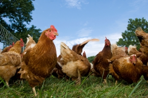 मुर्गियों के लिए ब्लॉगिंग