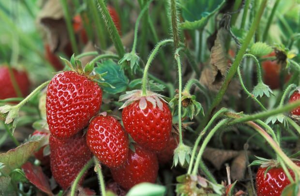 क्या स्ट्रॉबेरी खाने से वजन कम होता है?