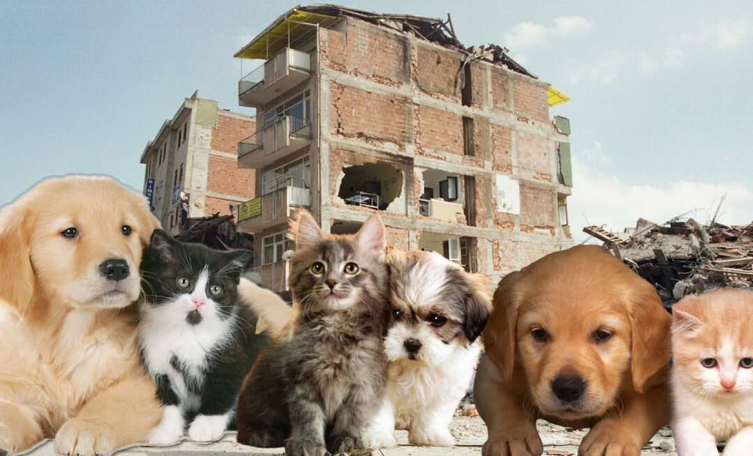 जिनके पास पालतू जानवर हैं उन्हें भूकंप से पहले और बाद में क्या करना चाहिए? जिनके पास भूकंप के समय पालतू जानवर है