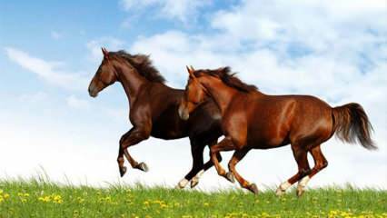 सपने में घोड़ा देखने का क्या मतलब है? डायनेट के अनुसार सपने में घोड़े की सवारी करने का अर्थ
