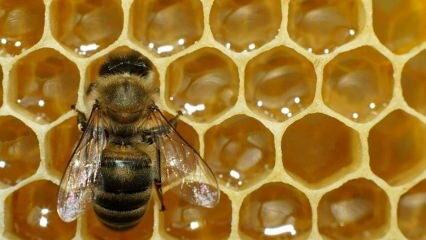 मधुमक्खी जहर का उपयोग कहां किया जाता है? मधुमक्खी के जहर के क्या फायदे हैं? मधुमक्खी का विष किन रोगों के लिए अच्छा है?