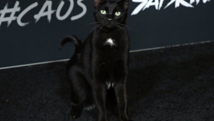 हॉलीवुड प्रीमियर पर एक काली बिल्ली ...