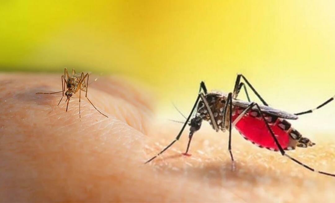 एडीज मच्छर के काटने के लक्षण क्या हैं? एडीज मच्छर के काटने से बचने के उपाय?