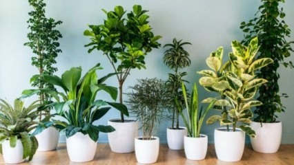 8 पौधे जिन्हें बनाए रखना आसान है