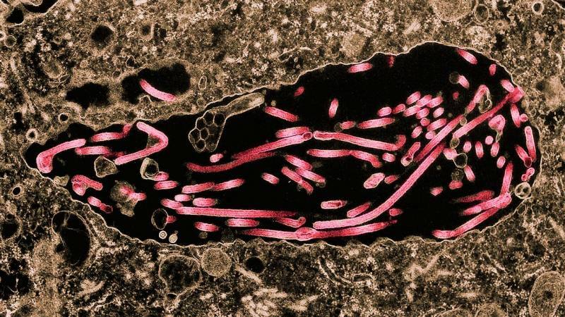 इबोलेन की छवि कोशिकाओं में फैल रही है