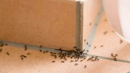 घर पर चींटियों को हटाने की प्रभावी विधि! हत्या के बिना चींटियों को कैसे नष्ट किया जा सकता है? 
