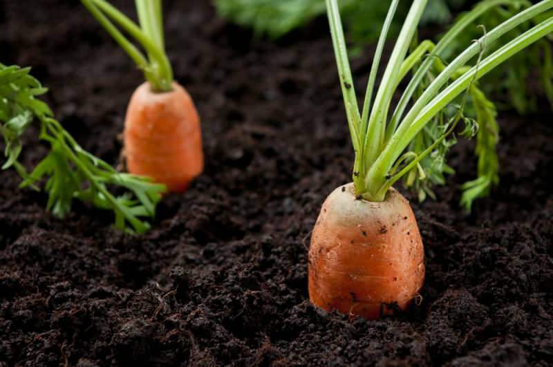 घर पर बर्तन में गाजर कैसे उगाएं? गमलों में गाजर उगाने के तरीके