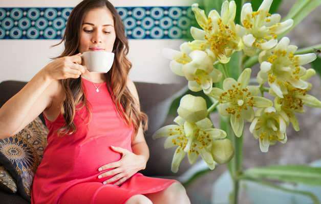 क्या गर्भावस्था के दौरान हर्बल चाय पिया जाता है? गर्भावस्था के दौरान जोखिम भरा हर्बल चाय