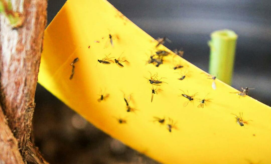 घर पर कीड़ों का निश्चित समाधान! घर पर उड़ने वाली छोटी मक्खियों को कैसे रोकें?