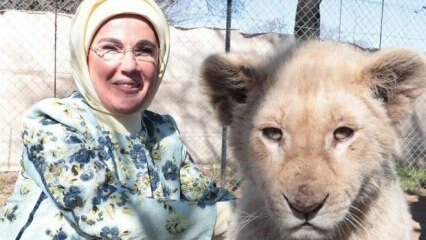 पहले लेडी एर्दोआन ने बच्चे के शेरों के साथ एक तस्वीर ली