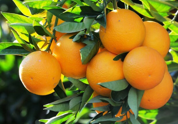 संतरा के फायदे