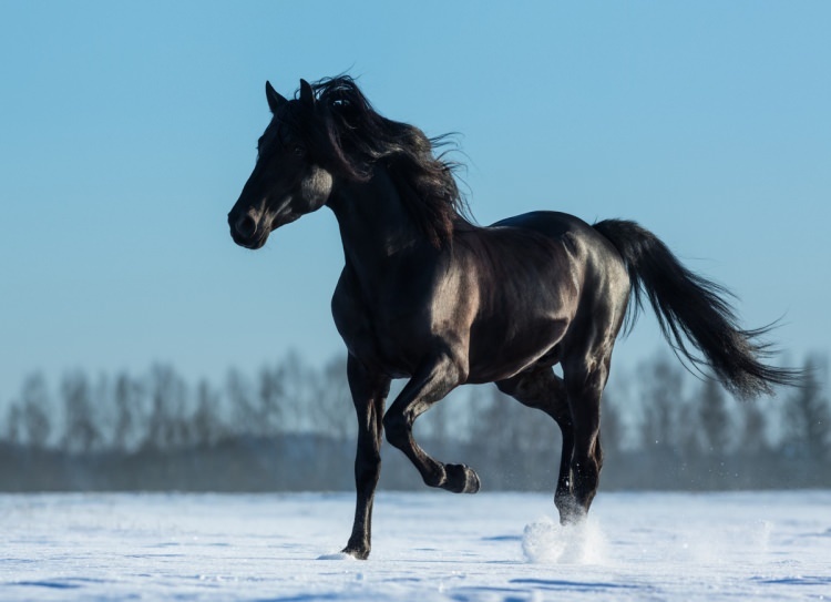 सपने में घोड़ा कैसे कहें? सपने में घोड़ा देखने का मतलब क्या है?