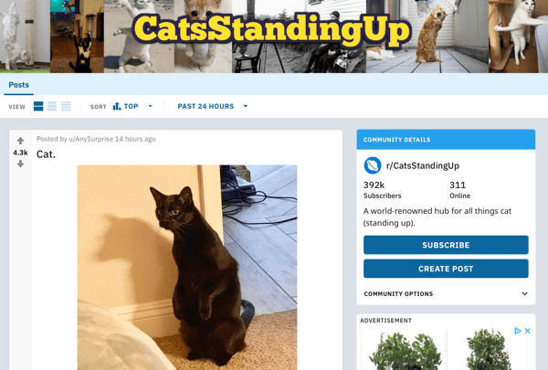 Reddit पर अपने व्यवसाय का विपणन कैसे करें, उदाहरण के लिए subreddit r / CatsStandingUp से पोस्ट करें