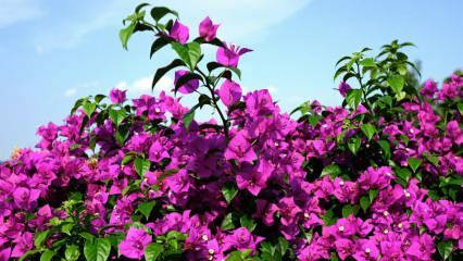 गुलगेंविल फूल की देखभाल और सिंचाई कैसे करें? बोगनविलिया फूल की विशेषताएं क्या हैं