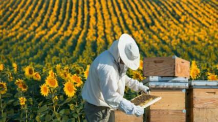 ओरडू में बेरोजगार युवा मधुमक्खियों की तरह काम करते हैं