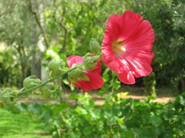 मार्शमॉलो फूल (हिबिस्कस) के क्या लाभ हैं? मार्शमैलो फूल (हिबिस्कस) किन रोगों के लिए अच्छा है?