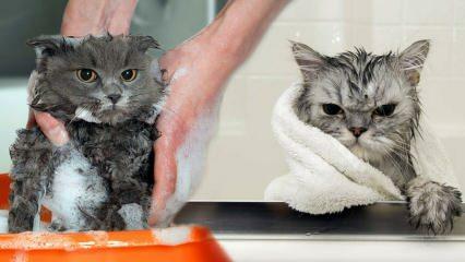 क्या बिल्लियाँ धोती हैं? बिल्लियों को कैसे धोएं? क्या बिल्लियों को नहलाना हानिकारक है?