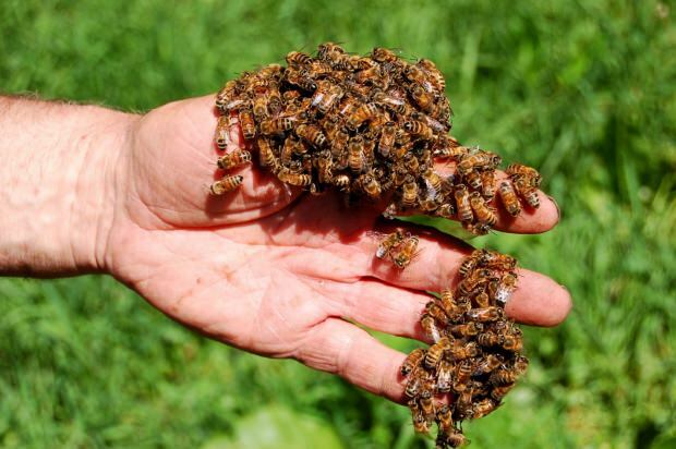 मधुमक्खी जहर का उपयोग कहां किया जाता है? मधुमक्खी के जहर के फायदे! जिन रोगों में मधुमक्खी का जहर अच्छा होता है ...
