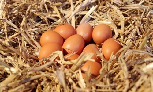 जैविक अंडे को कैसे समझें?