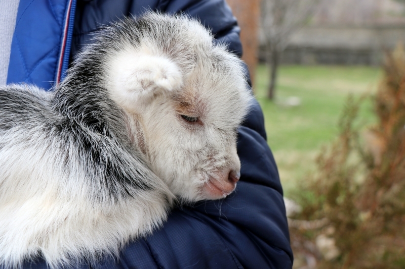 पत्रकारों ने एक बकरी शावक की जान बचाई जो भालू द्वारा अपनी माँ को पीटता था