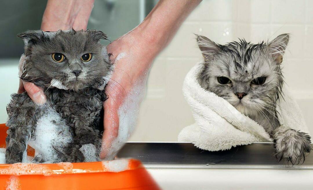 क्या बिल्लियाँ धोती हैं? बिल्लियों को कैसे धोना है? क्या बिल्लियों को नहलाना हानिकारक है?