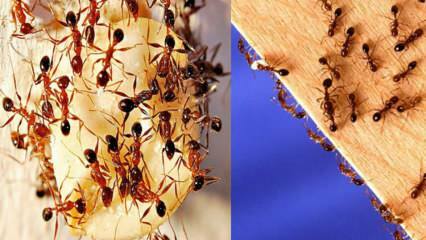 घर में चींटियों को कैसे नष्ट करें? चींटियों से छुटकारा पाने के लिए क्या करें, सबसे प्रभावी तरीका