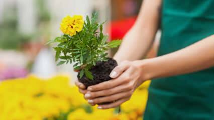 घर पर पौधे बढ़ने के कारण? क्या घर पर फूल उगाना हानिकारक है?
