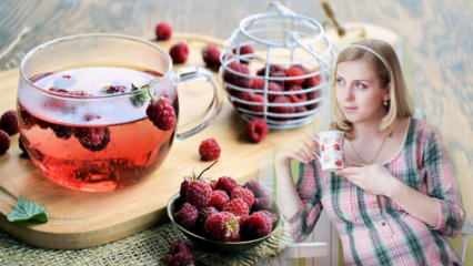चाय जो जन्म की सुविधा देती है: रास्पबेरी! गर्भवती महिलाओं के लिए रास्पबेरी चाय के लाभ