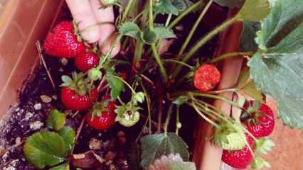 गमले में स्ट्रॉबेरी कैसे उगाएं? बढ़ती स्ट्रॉबेरी का सबसे व्यावहारिक तरीका