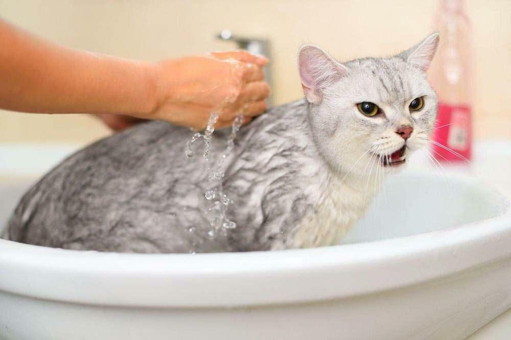 बिल्ली को कैसे धोना है