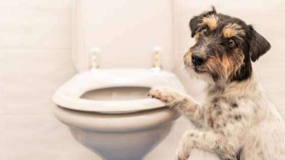 कुत्तों के शौचालय की आदतें कैसे बनाएं