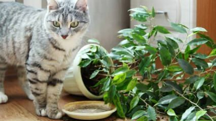 बिल्लियों को पौधों से दूर कैसे रखा जाता है?