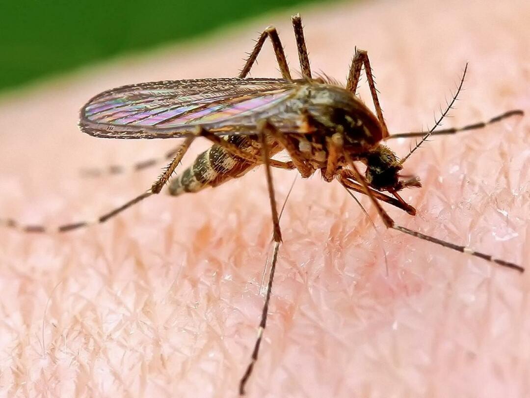 मच्छर कुछ लोगों को अधिक क्यों काटते हैं?