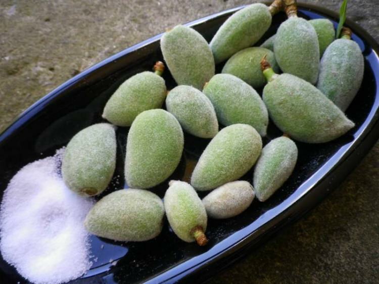 प्राकृतिक प्रोबायोटिक स्रोत: कागला फल के क्या लाभ हैं? Isağla का सेवन कैसे किया जाता है?