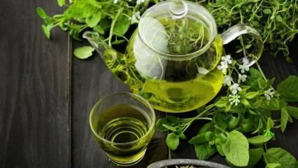 ग्रीन टी के क्या फायदे हैं? ग्रीन टी पीने से वजन कम कैसे होगा? हरी चाय के आहार के साथ तेजी से और स्वस्थ स्लिमिंग