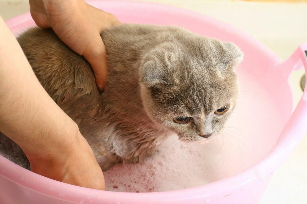 बिल्लियों को कैसे धोना है