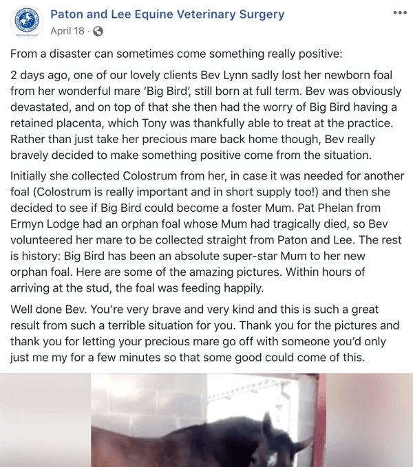 पटॉन और ली इक्वीन वेटनरी सर्जर की एक कहानी के साथ एक फेसबुक पोस्ट का उदाहरण।
