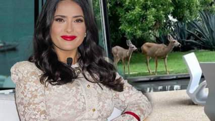 हॉलीवुड स्टार सलमा हायेक ने सोशल मीडिया पर अपने बगीचे में प्रवेश करने वाले हिरण को साझा किया!