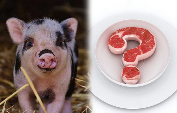 क्या सूअर का मांस खाना मना है?