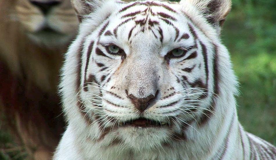 चिड़ियाघर में सफेद बाघ खतरे को फैलाता है