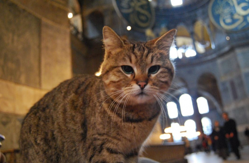 Hagia सोफिया की बिल्ली Gli पशु चिकित्सक पर है: आपकी शुभकामनाएं इंतजार कर रही हैं!