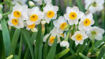 नार्सिसस फूल का अर्थ क्या है, इसकी विशेषताएं और लाभ क्या हैं? नार्सिसस फूल का प्रचार कैसे करें