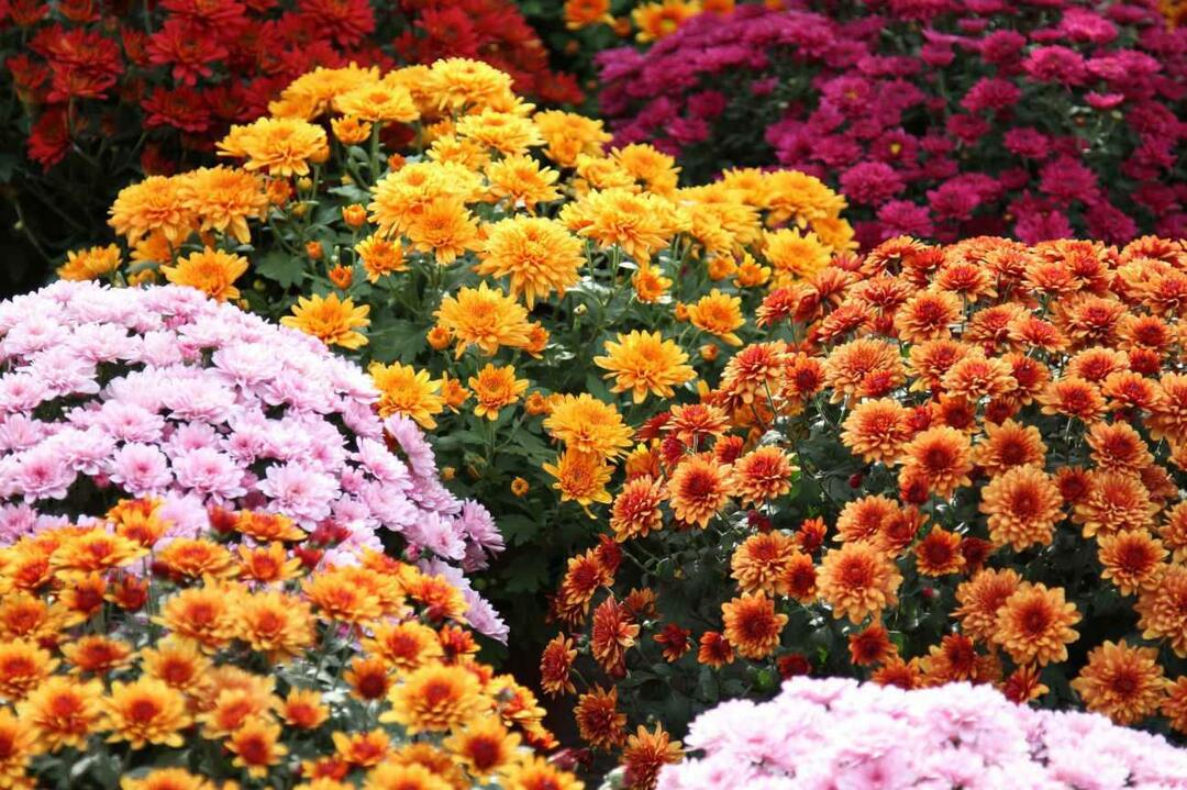 नवंबर के फूल क्या हैं? पतझड़ के मौसम में घर की सजावट में फूलों का उपयोग