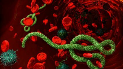 इबोला वायरस क्या है? इबोला वायरस कैसे फैलता है? इबोला वायरस के लक्षण क्या हैं? 