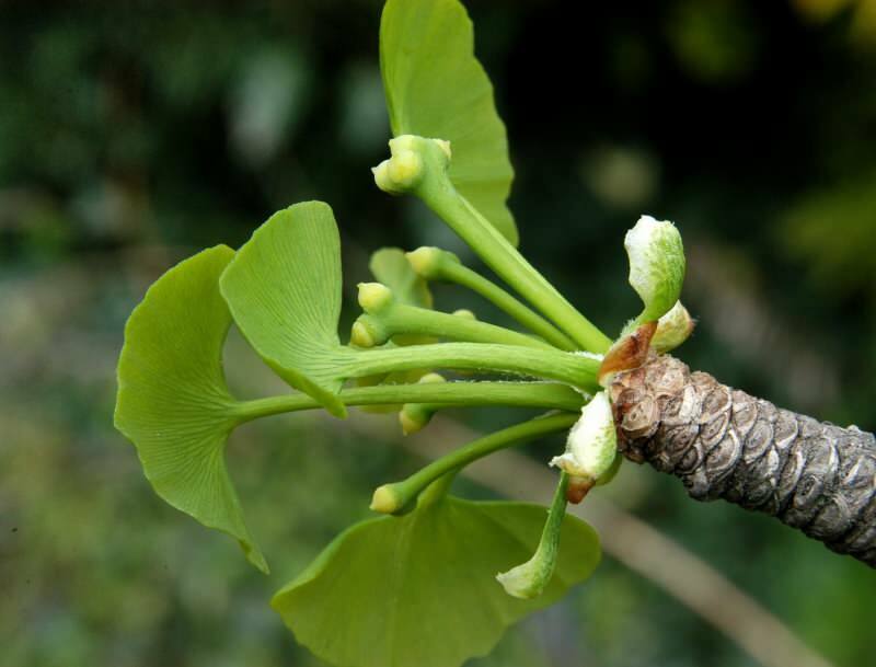 जिन्कगो बिलोबा विशेष रूप से मस्तिष्क स्वास्थ्य को लाभ पहुंचाता है