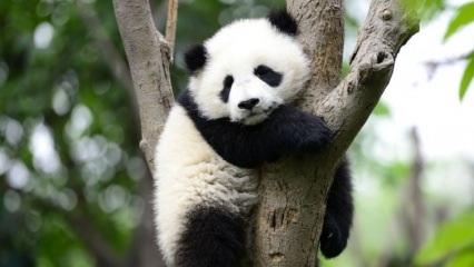दुनिया का सबसे छोटा पांडा चीन में पैदा हुआ था