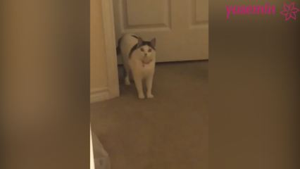 बिल्ली जो घर आने वाले मेहमानों के प्रति प्रतिक्रिया करती है!