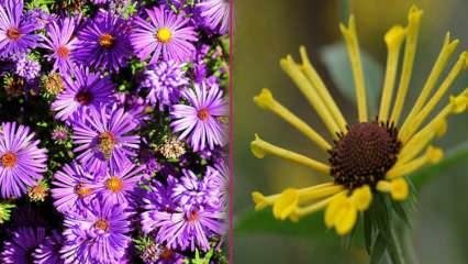 शरद ऋतु में कौन से फूल लगाएं? 5 पौधे जिन्हें आप शरद ऋतु में लगा सकते हैं