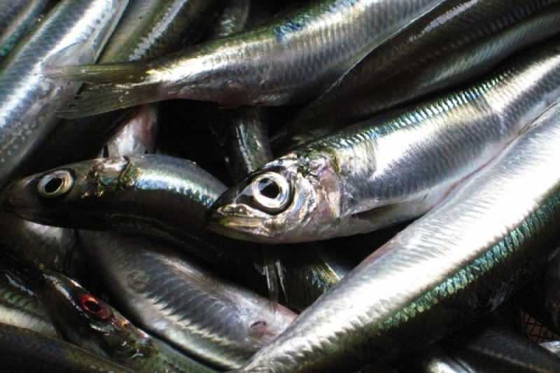 मछली की प्रजातियों में सार्डिन का तेल मूल्य सबसे अधिक है