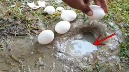 YouTube की घटना ने पानी में एक अंडा तोड़कर मछली पकड़ी! यहां देखें चौंकाने वाला नतीजा ...